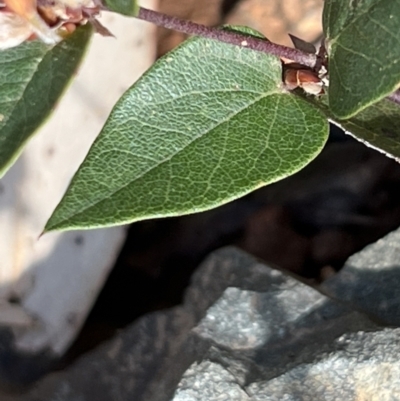 Platylobium montanum subsp. montanum (Mountain Flat Pea) at Bondo State Forest - 11 Nov 2023 by JimL