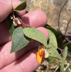 Platylobium montanum subsp. montanum at Bondo State Forest - 11 Nov 2023