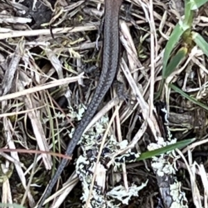 Lampropholis guichenoti at Kosciuszko National Park - 11 Nov 2023