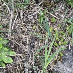 Lampropholis guichenoti at Kosciuszko National Park - 11 Nov 2023