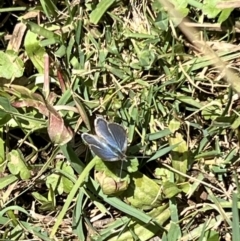 Zizina otis (Common Grass-Blue) at Goobarragandra, NSW - 11 Nov 2023 by JimL