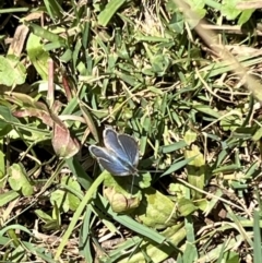 Zizina otis (Common Grass-Blue) at Kosciuszko National Park - 11 Nov 2023 by JimL