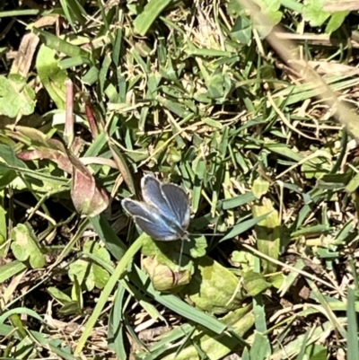 Zizina otis (Common Grass-Blue) at Goobarragandra, NSW - 11 Nov 2023 by JimL