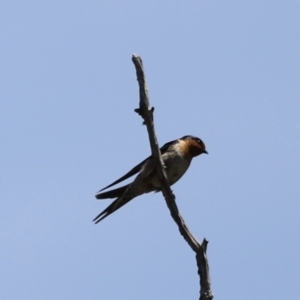 Hirundo neoxena at Kosciuszko National Park - 11 Nov 2023