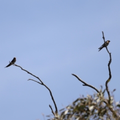 Hirundo neoxena at Kosciuszko National Park - 11 Nov 2023