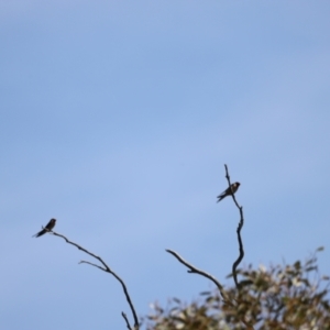 Hirundo neoxena at Kosciuszko National Park - 11 Nov 2023