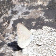 Zizina otis at Kosciuszko National Park - 11 Nov 2023