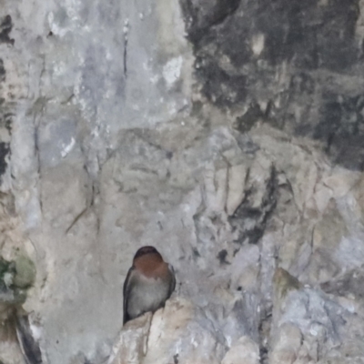 Hirundo neoxena (Welcome Swallow) at Kosciuszko National Park - 11 Nov 2023 by JimL
