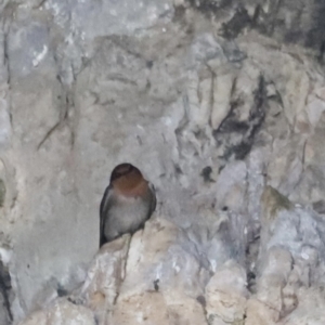 Hirundo neoxena at Kosciuszko National Park - 11 Nov 2023