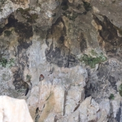 Hirundo neoxena at Kosciuszko National Park - 11 Nov 2023