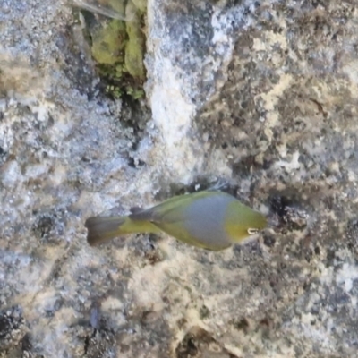 Zosterops lateralis (Silvereye) at Cooleman, NSW - 11 Nov 2023 by JimL