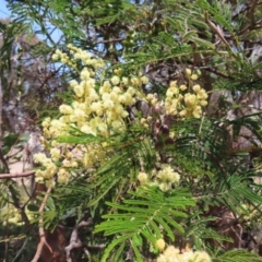 Acacia mearnsii (Black Wattle) at Mount Taylor - 11 Nov 2023 by MatthewFrawley