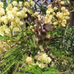 Acacia mearnsii at Mount Taylor - 11 Nov 2023 12:30 PM