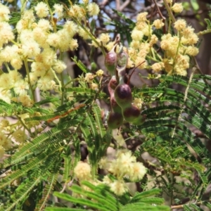 Acacia mearnsii at Mount Taylor - 11 Nov 2023 12:30 PM