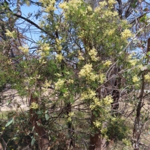 Acacia mearnsii at Mount Taylor - 11 Nov 2023 12:30 PM