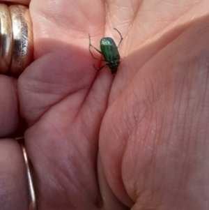 Diphucephala sp. (genus) at Kosciuszko National Park - 11 Nov 2023