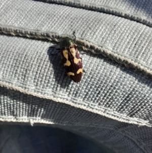 Castiarina flavopurpurea at Adaminaby, NSW - 11 Nov 2023