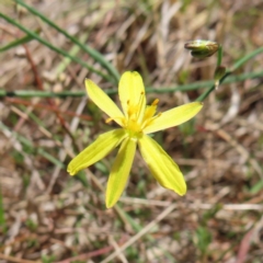 Tricoryne elatior (Yellow Rush Lily) at Mount Taylor - 11 Nov 2023 by MatthewFrawley