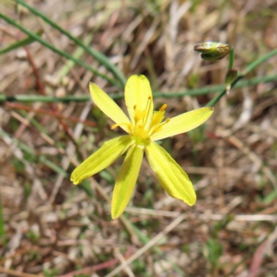 Tricoryne elatior (Yellow Rush Lily) at Mount Taylor - 11 Nov 2023 by MatthewFrawley