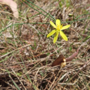 Tricoryne elatior at Mount Taylor - 11 Nov 2023 12:30 PM