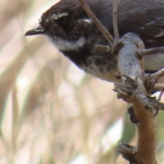 Rhipidura albiscapa (Grey Fantail) at Kambah, ACT - 11 Nov 2023 by MatthewFrawley