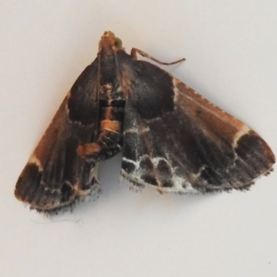 Pyralis farinalis (Meal Moth) at Paddys River, ACT - 10 Nov 2023 by JohnBundock