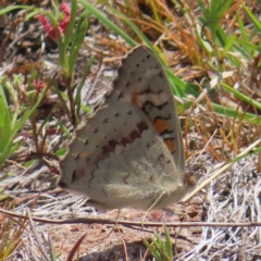 Junonia villida (Meadow Argus) at Tuggeranong, ACT - 11 Nov 2023 by MatthewFrawley