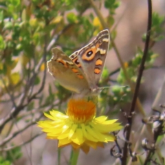 Junonia villida (Meadow Argus) at Tuggeranong, ACT - 11 Nov 2023 by MatthewFrawley