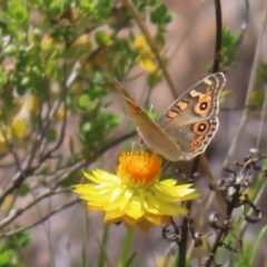 Junonia villida at Mount Taylor - 11 Nov 2023