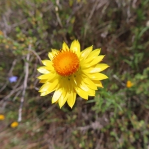 Xerochrysum viscosum at Mount Taylor - 11 Nov 2023