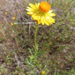 Xerochrysum viscosum at Mount Taylor - 11 Nov 2023 12:40 PM