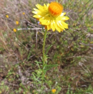 Xerochrysum viscosum at Mount Taylor - 11 Nov 2023