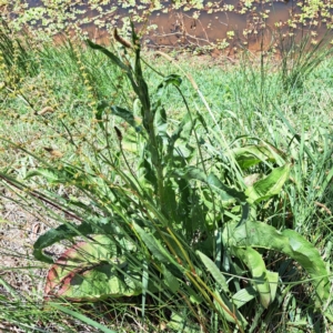 Rumex brownii at Justice Robert Hope Reserve (JRH) - 10 Nov 2023 12:47 PM