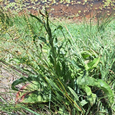 Rumex brownii (Slender Dock) at Justice Robert Hope Reserve (JRH) - 10 Nov 2023 by abread111