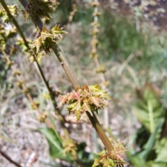 Rumex brownii at Justice Robert Hope Reserve (JRH) - 10 Nov 2023 12:47 PM