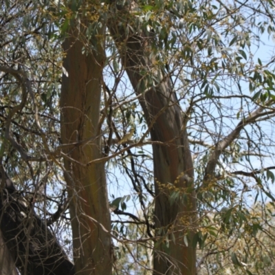 Pardalotus striatus (Striated Pardalote) at Cooleman, NSW - 11 Nov 2023 by VanceLawrence