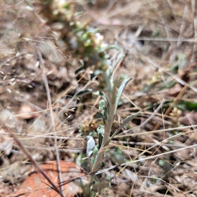 Gamochaeta sp. (Cudweed) at Watson, ACT - 10 Nov 2023 by abread111