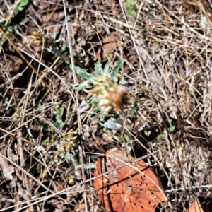 Gamochaeta sp. at Justice Robert Hope Reserve (JRH) - 10 Nov 2023 12:29 PM