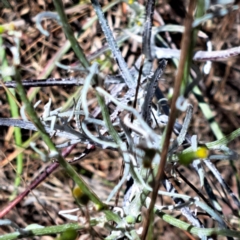 Senecio quadridentatus (Cotton Fireweed) at Justice Robert Hope Reserve (JRH) - 10 Nov 2023 by abread111
