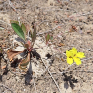 Goodenia hederacea subsp. hederacea at Mount Taylor - 11 Nov 2023 12:42 PM