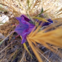 Echium plantagineum (Paterson's Curse) at Watson, ACT - 10 Nov 2023 by abread111