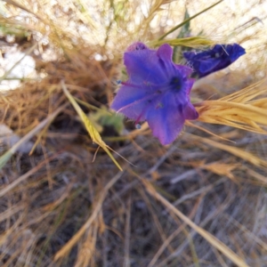 Echium plantagineum at Justice Robert Hope Reserve (JRH) - 10 Nov 2023