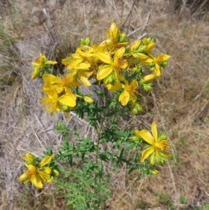 Hypericum perforatum at Mount Taylor - 11 Nov 2023