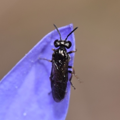 Eurys sp. (genus) (Eurys sawfly) at Mount Jerrabomberra - 7 Nov 2023 by DianneClarke