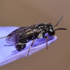 Eurys sp. (genus) at Mount Jerrabomberra - 7 Nov 2023 11:53 AM