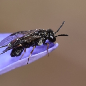 Eurys sp. (genus) at Mount Jerrabomberra - 7 Nov 2023 11:53 AM