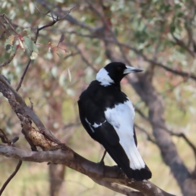 Gymnorhina tibicen (Australian Magpie) at Tuggeranong, ACT - 11 Nov 2023 by MatthewFrawley