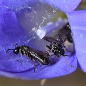 Eurys sp. (genus) at Mount Jerrabomberra - 7 Nov 2023