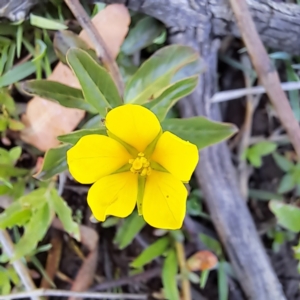 Ludwigia peploides subsp. montevidensis at Justice Robert Hope Reserve (JRH) - 10 Nov 2023