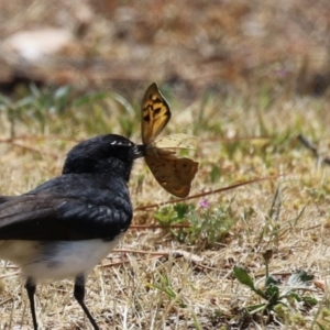 Heteronympha merope at Coombs Ponds - 11 Nov 2023 11:33 AM